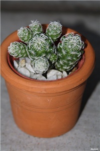 dd5cb92c-IMG_6095 Mammillaria gracilis.jpg